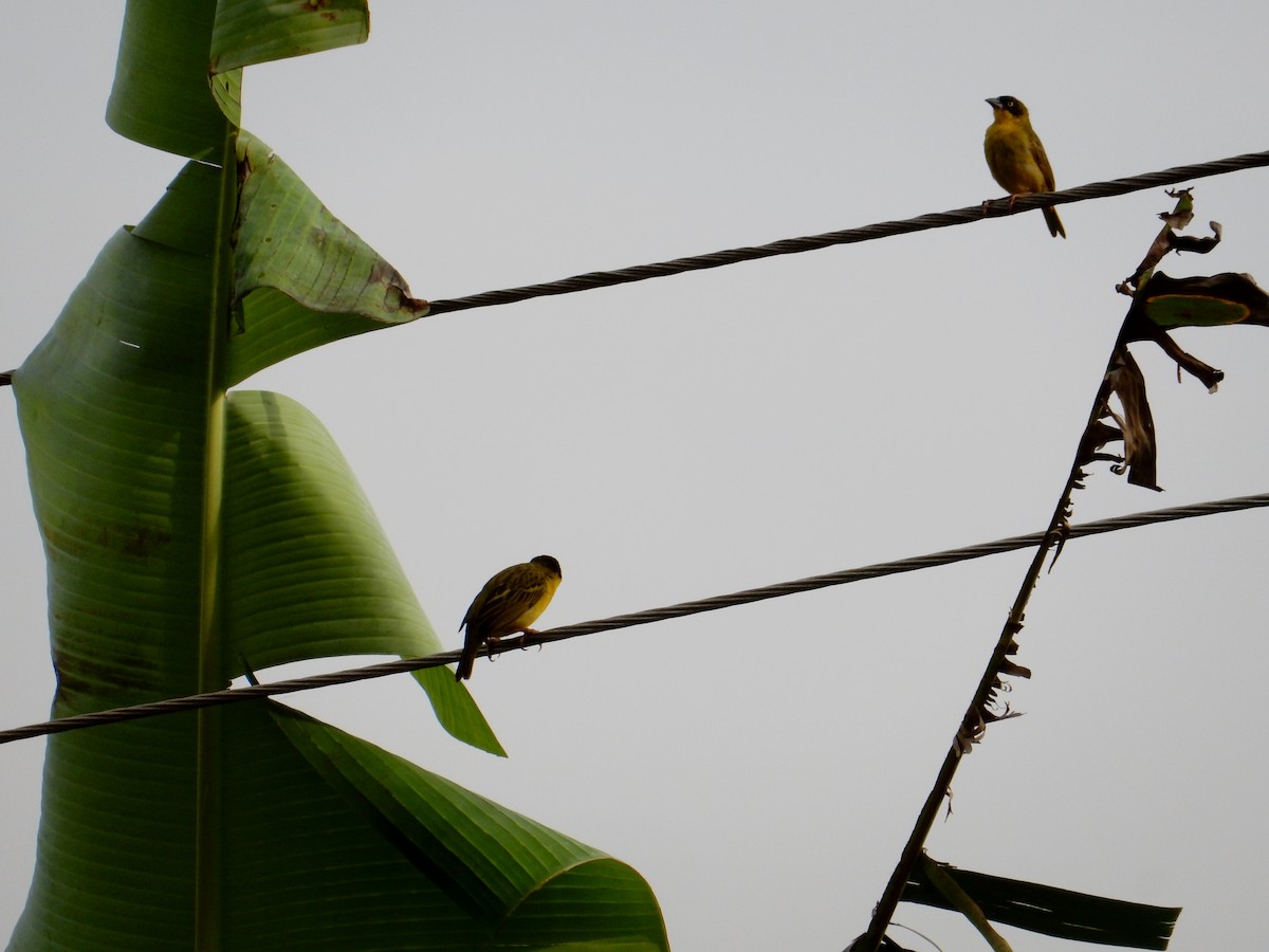 Baglafecht Weaver - ML619768891