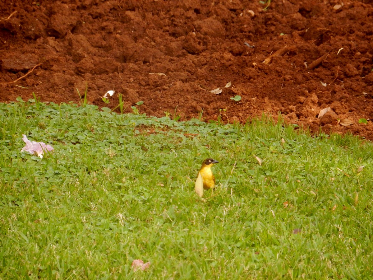 Baglafecht Weaver - ML619768892