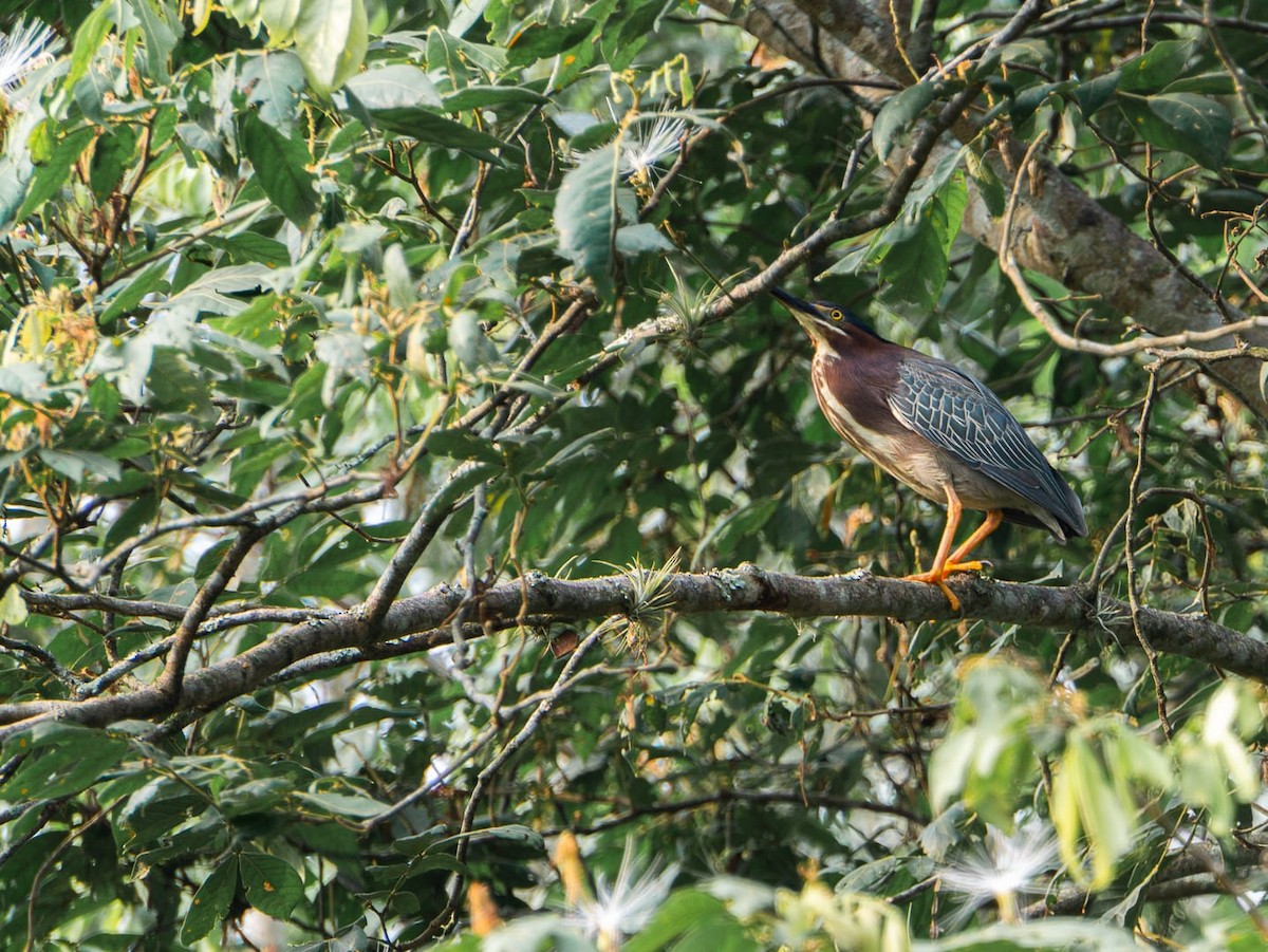 Green Heron - ML619768893