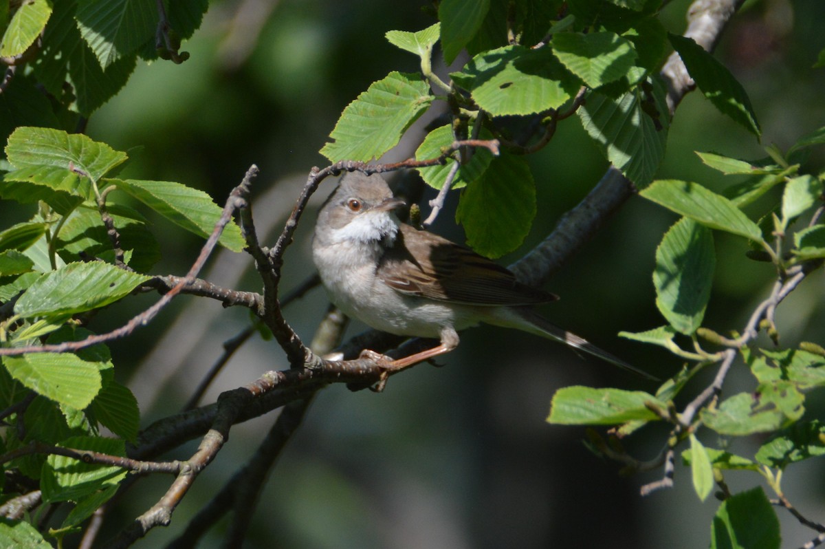 Greater Whitethroat - ML619768904