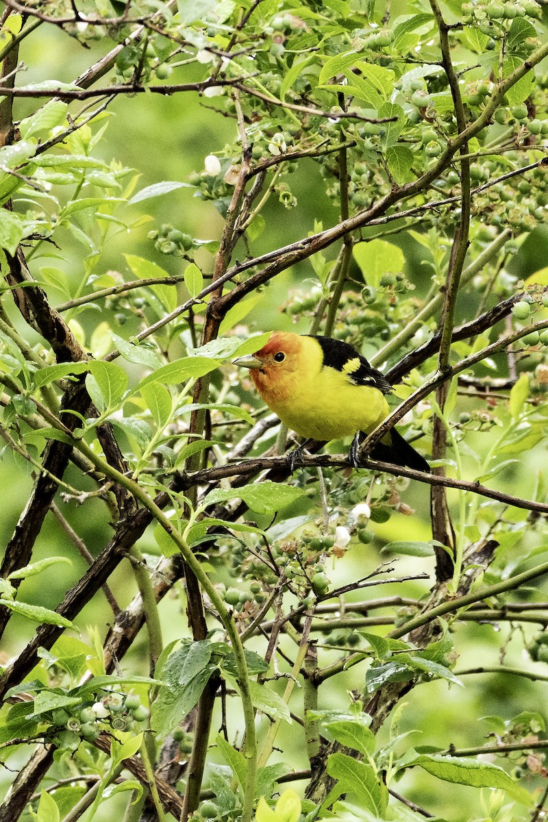 Western Tanager - ML619768928
