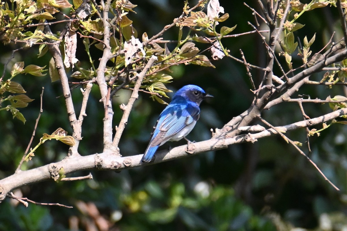 Blue-and-white Flycatcher - ML619768974