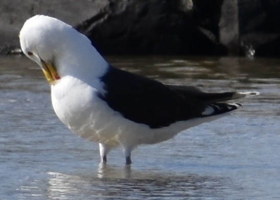 Great Black-backed Gull - ML619768976