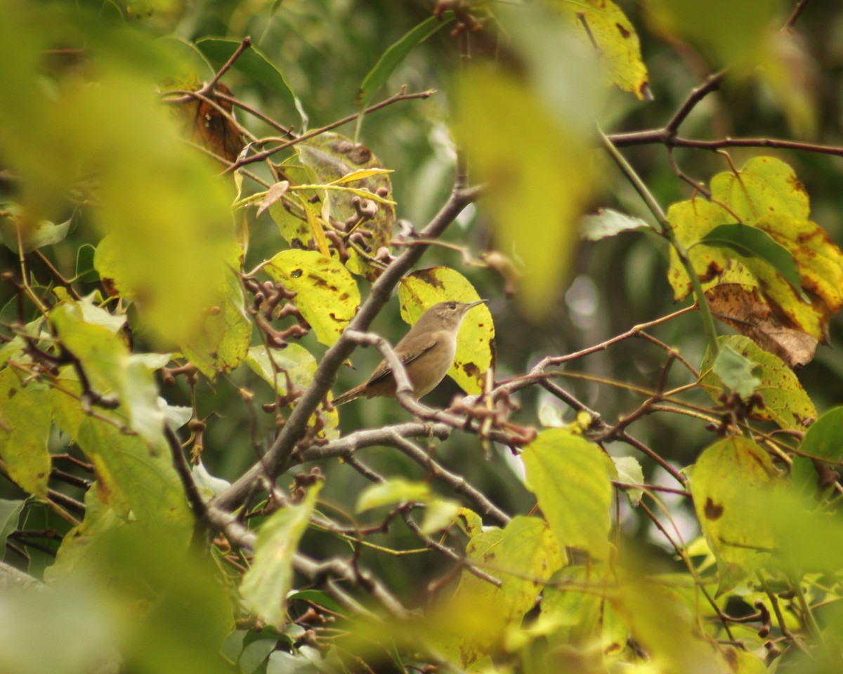 Chochín Criollo (grupo musculus) - ML619768983