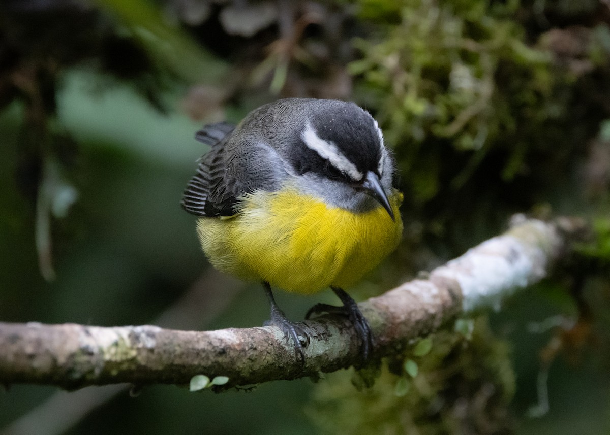 Bananaquit - ML619768997