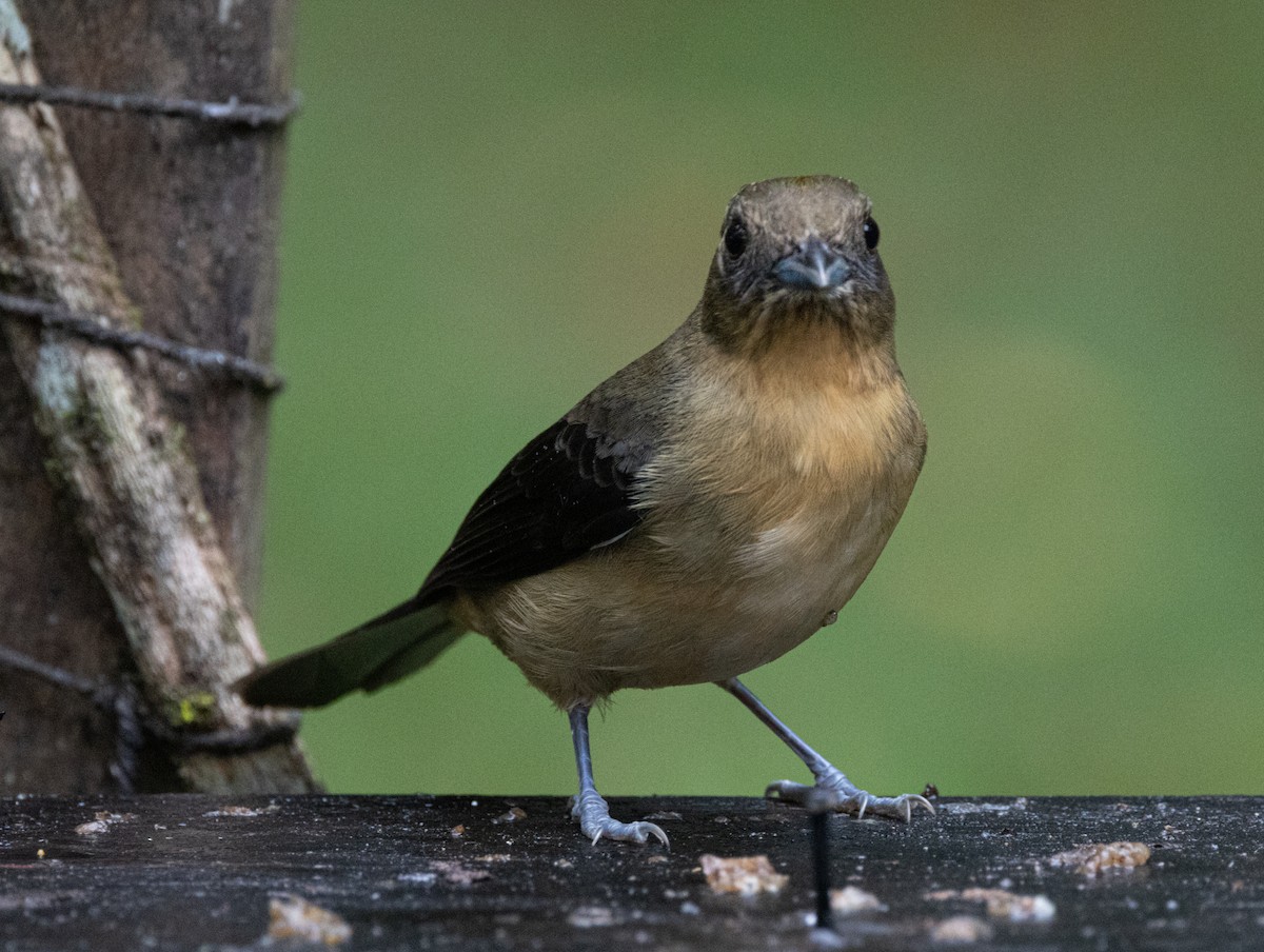 Black-goggled Tanager - ML619769003