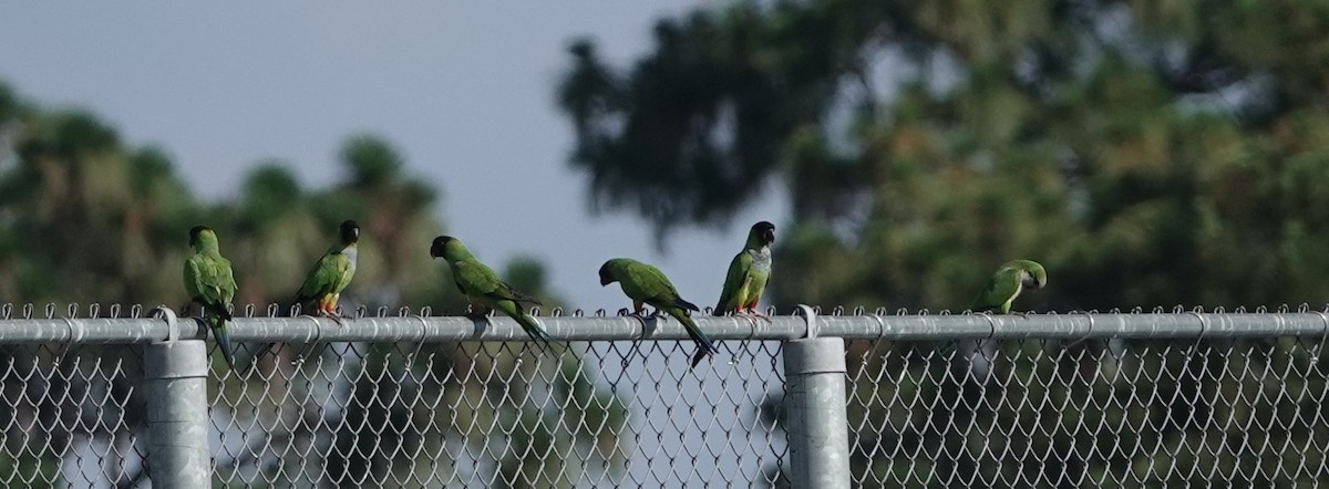 Nanday Parakeet - ML619769049