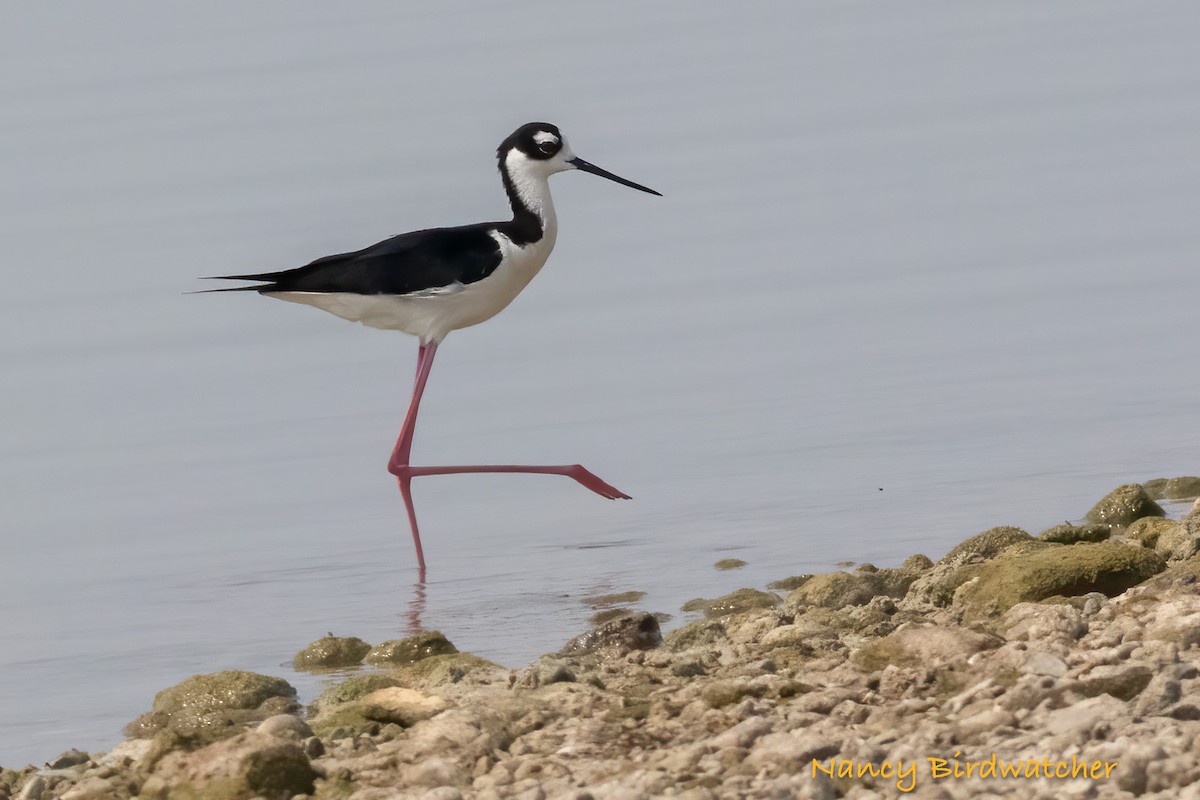 Black-necked Stilt - ML619769054