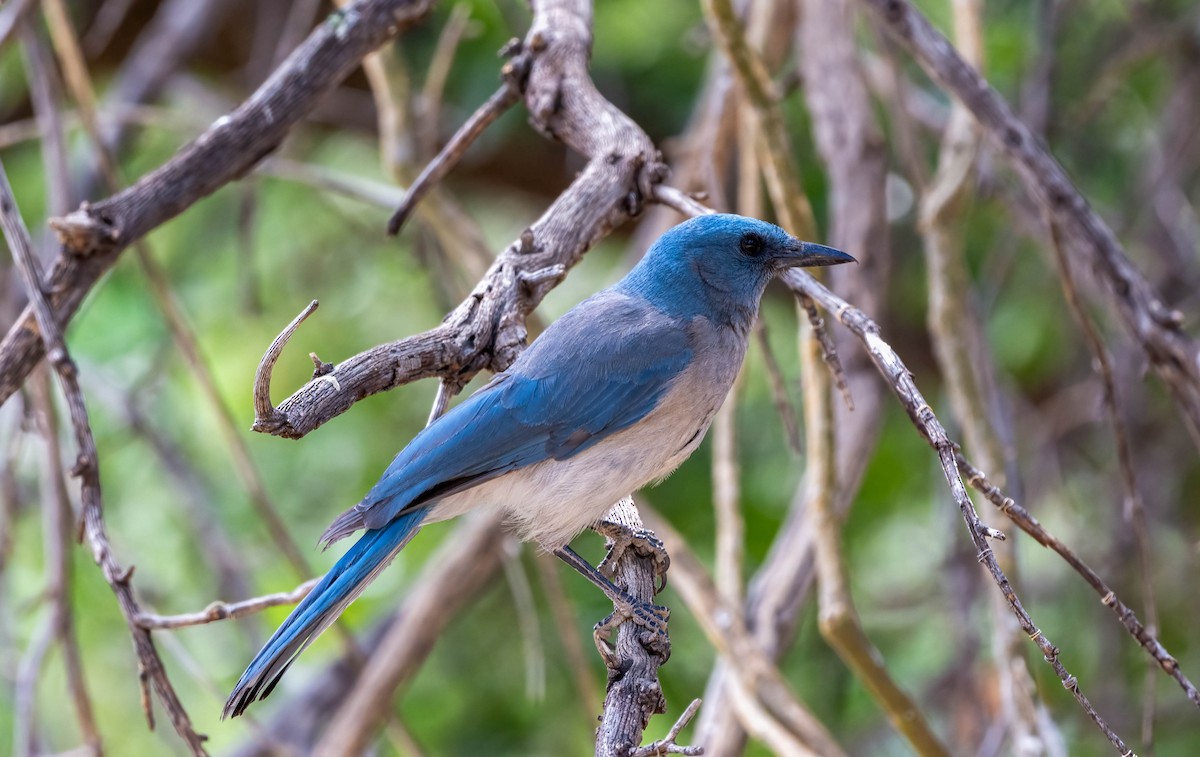Mexican Jay - ML619769059