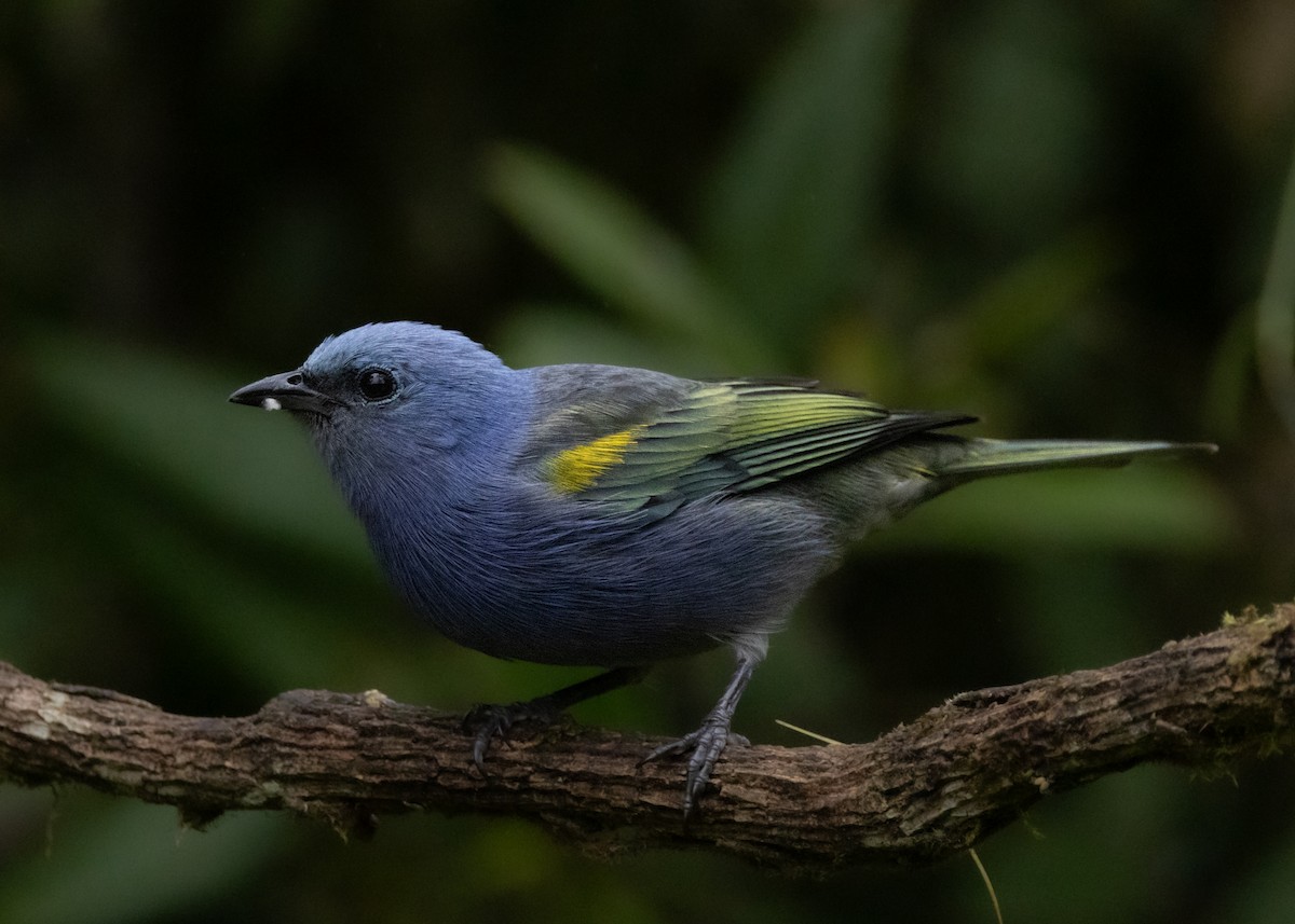 Golden-chevroned Tanager - ML619769060