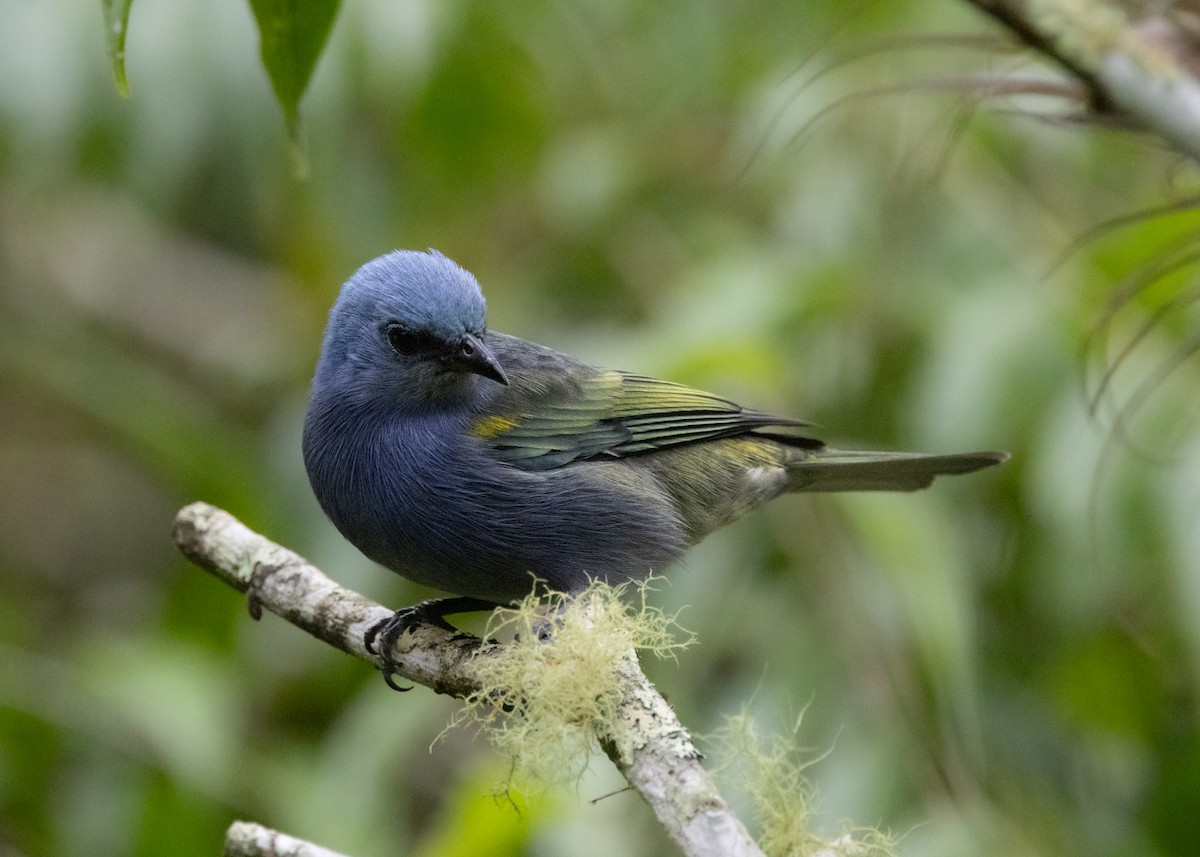 Golden-chevroned Tanager - ML619769066