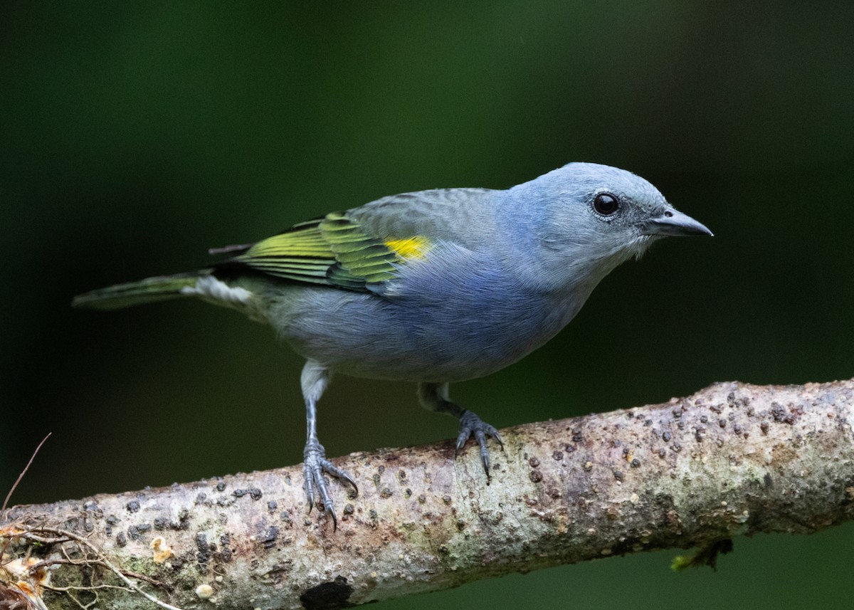 Golden-chevroned Tanager - Silvia Faustino Linhares