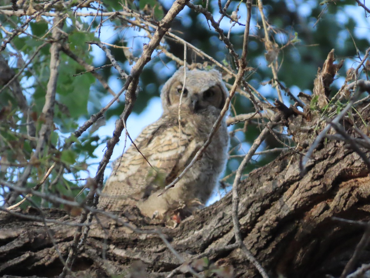 Great Horned Owl - ML619769103