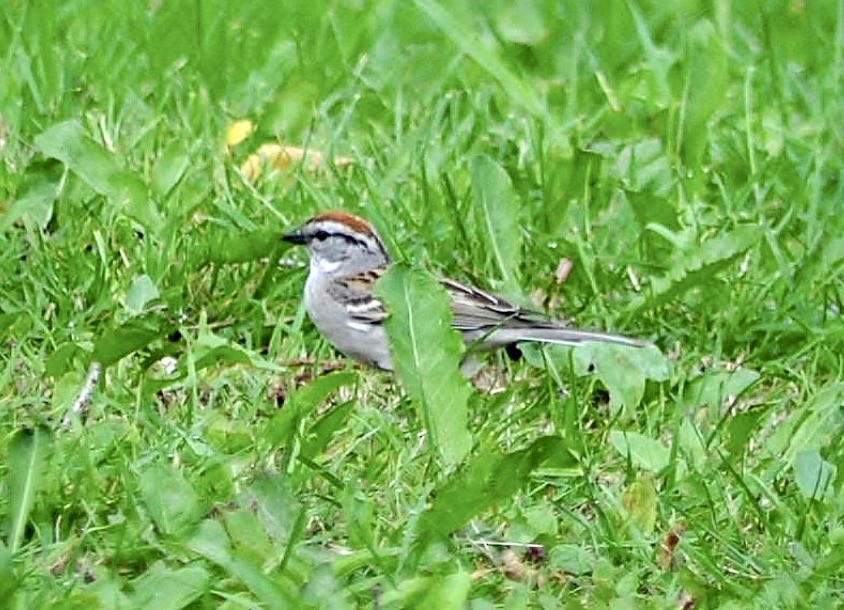 Chipping Sparrow - ML619769169