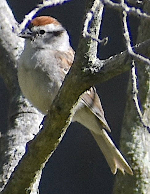 Chipping Sparrow - ML619769184