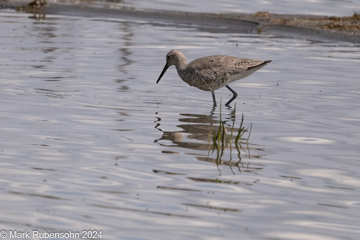 Willet - ML619769207