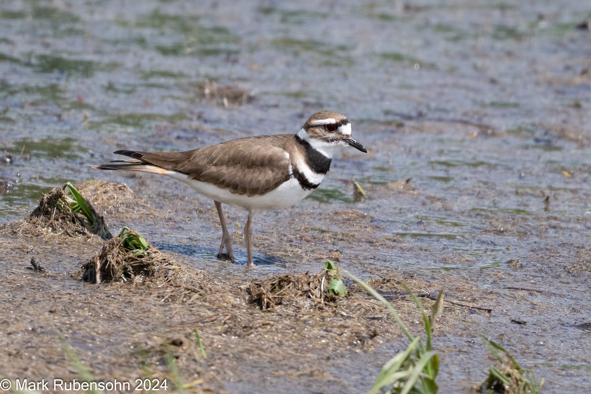 Killdeer - ML619769210