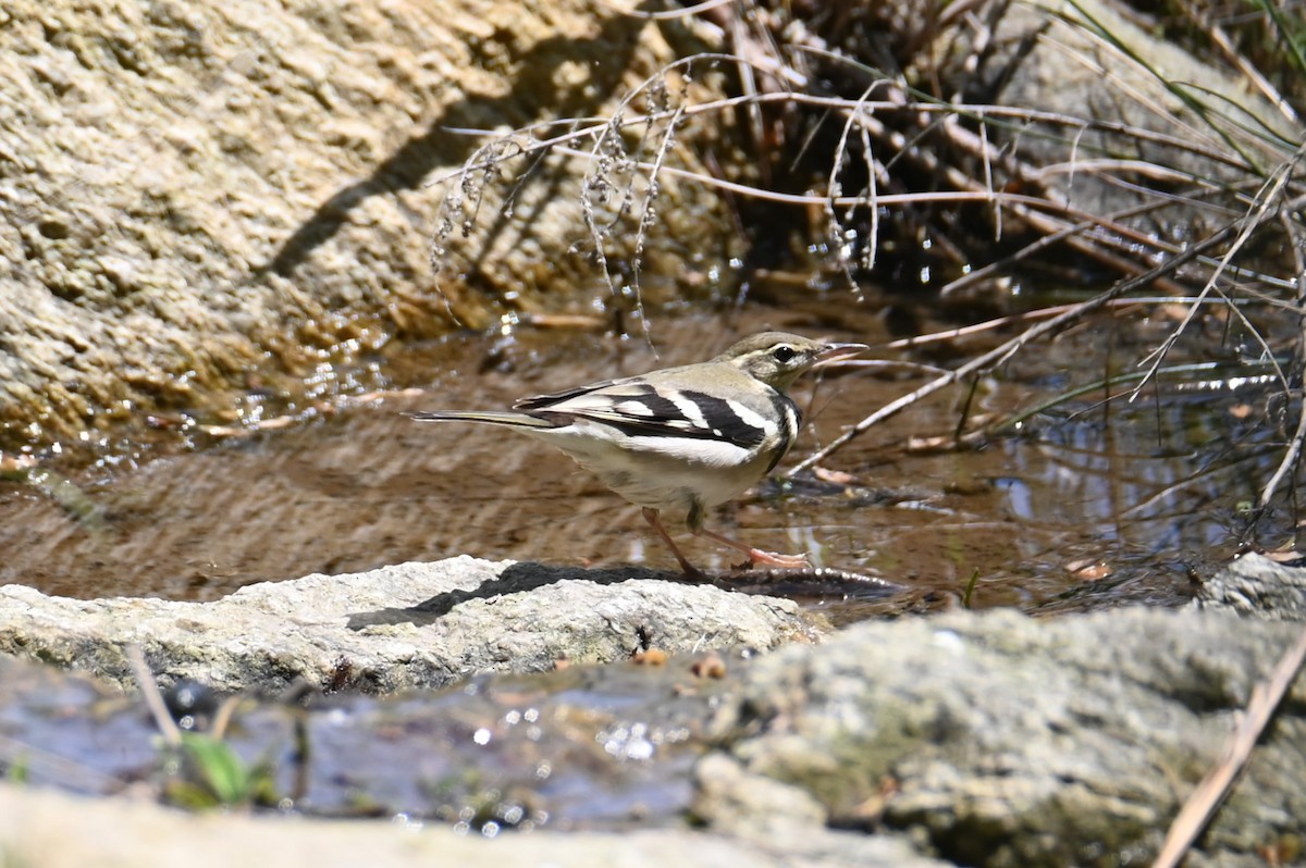 Forest Wagtail - ML619769226