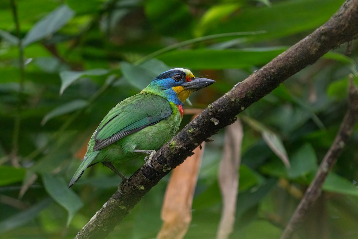 barbet tchajwanský - ML619769234