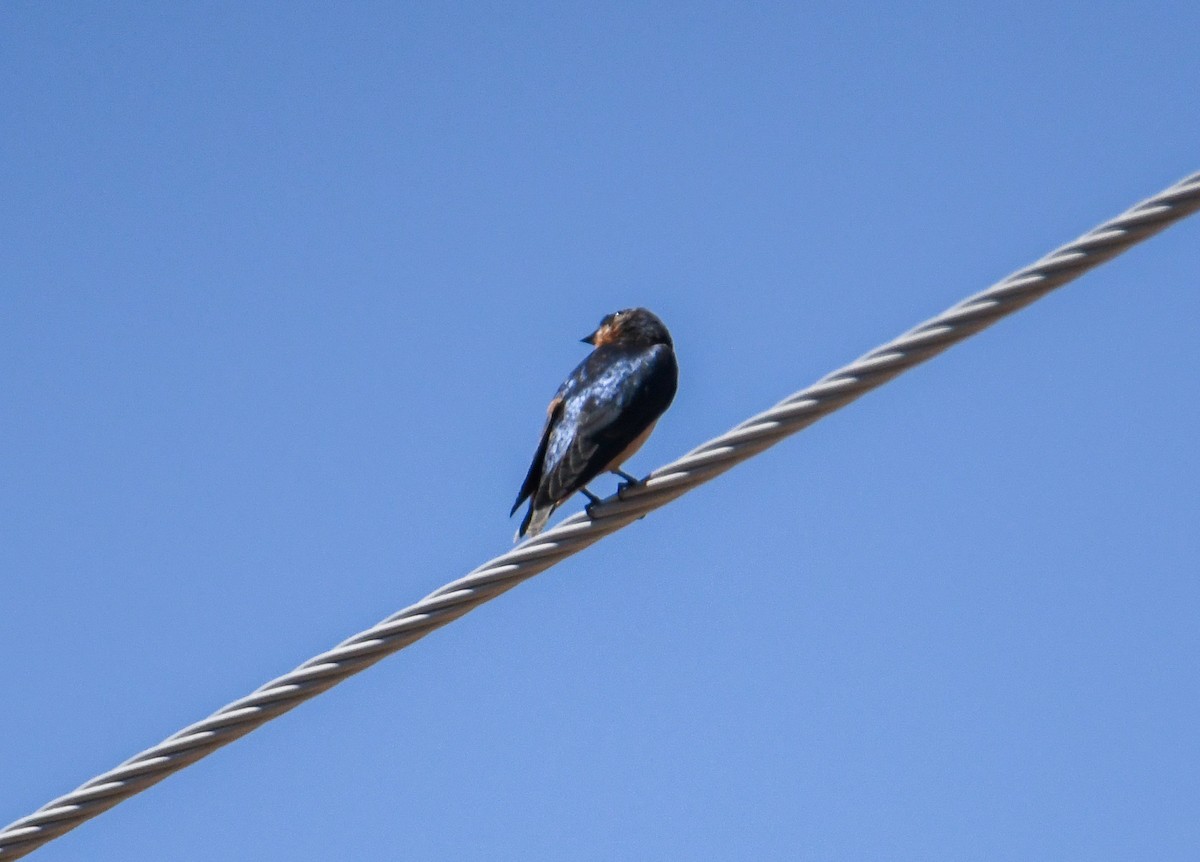 Cliff Swallow (pyrrhonota Group) - ML619769242