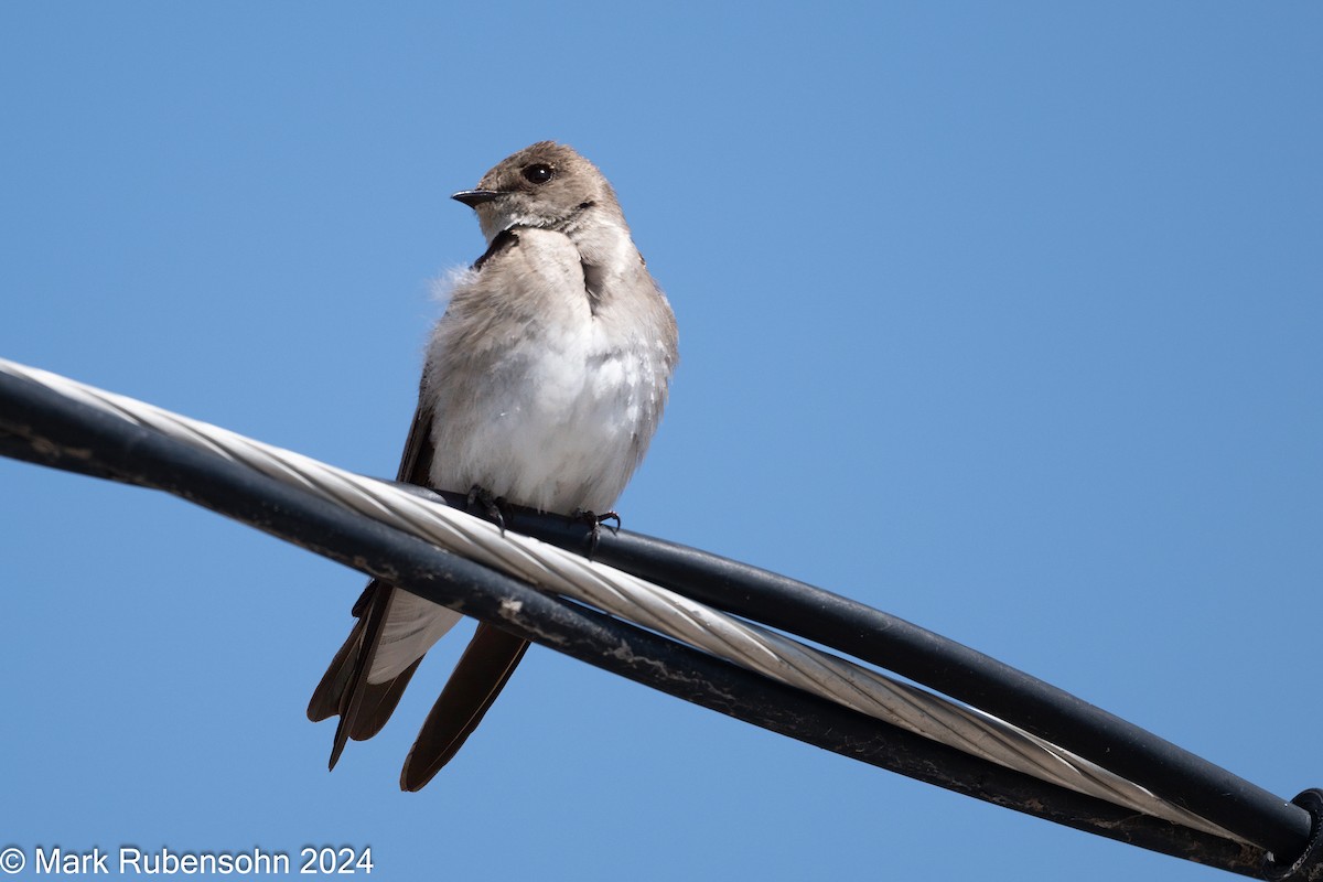 Northern Rough-winged Swallow - ML619769261