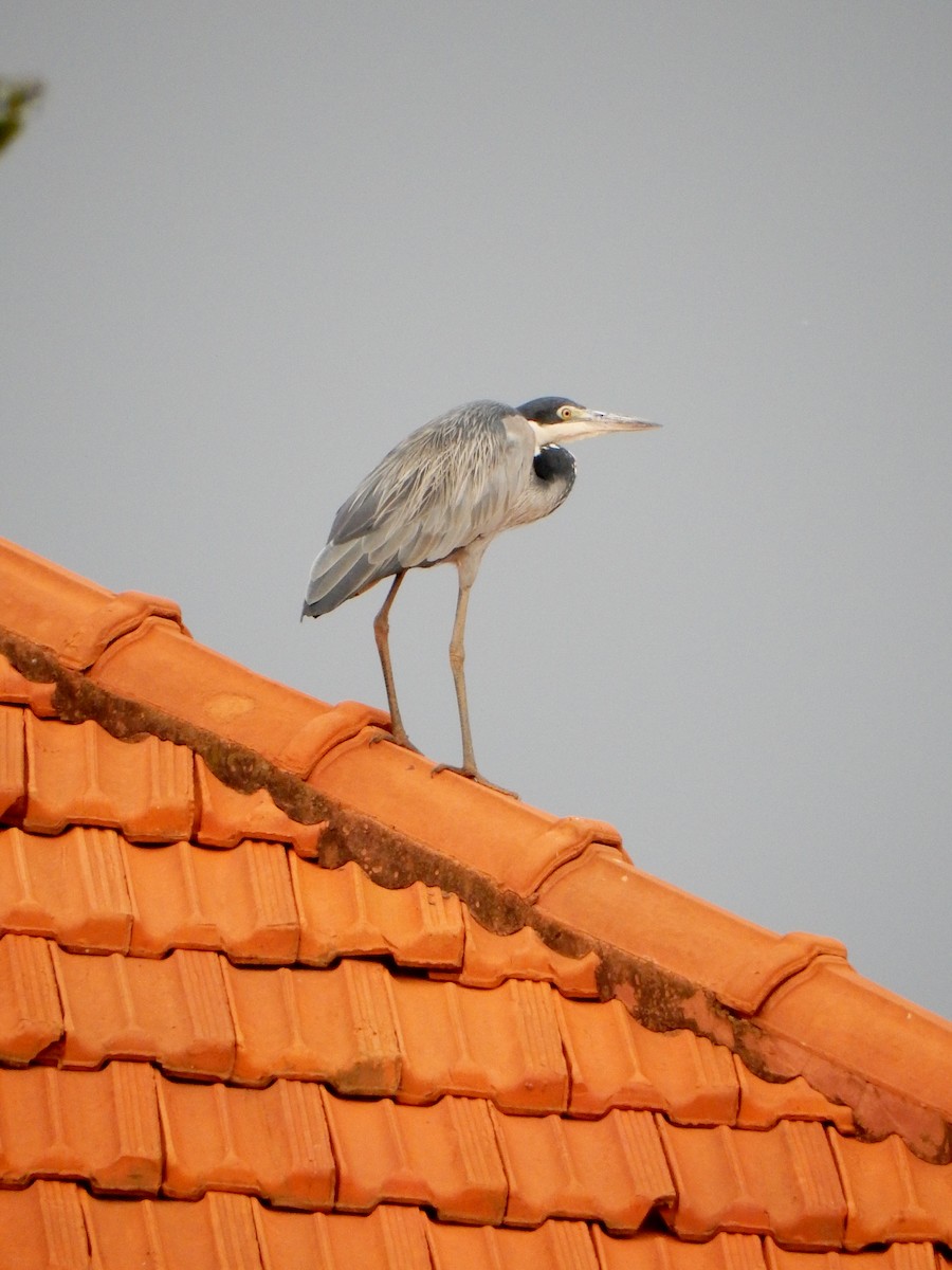 Black-headed Heron - ML619769271