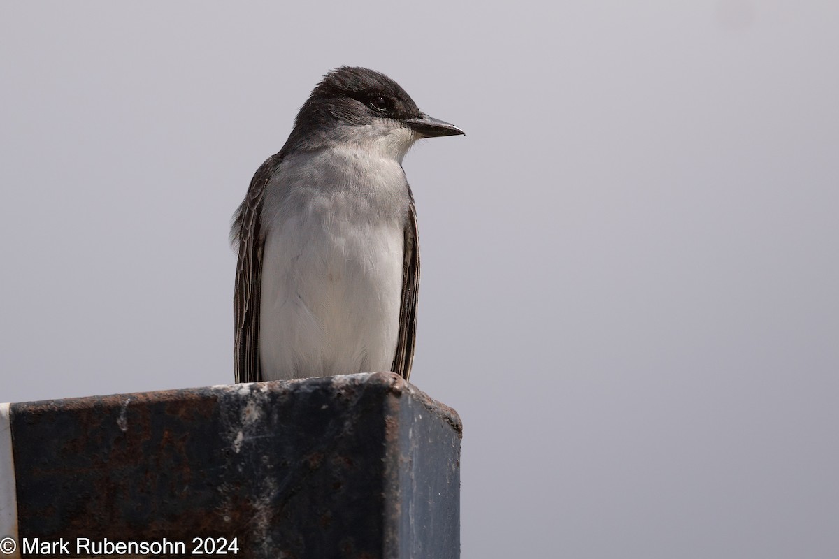 Eastern Kingbird - ML619769273