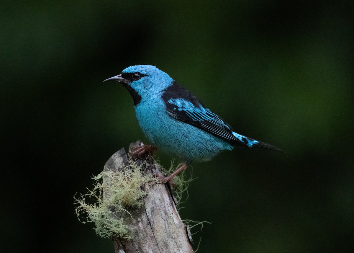 Blue Dacnis - ML619769284