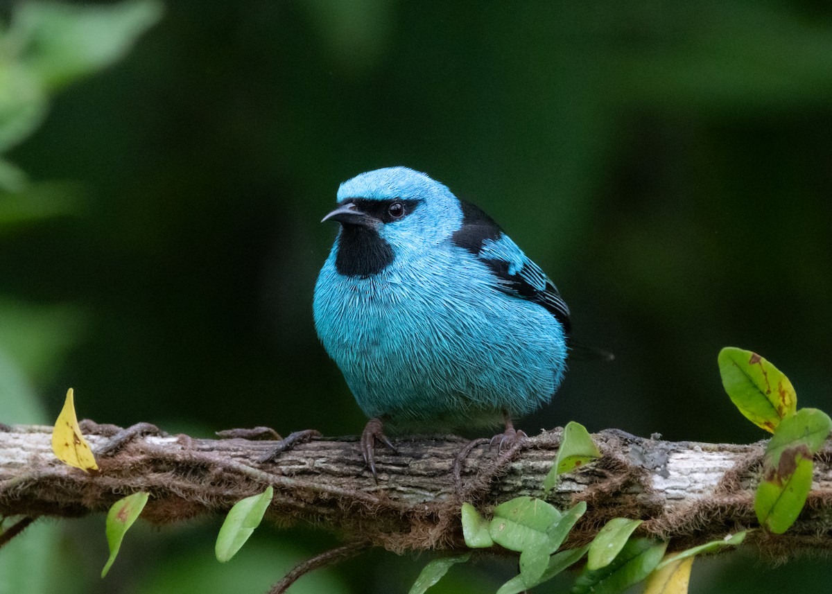 Blue Dacnis - ML619769290