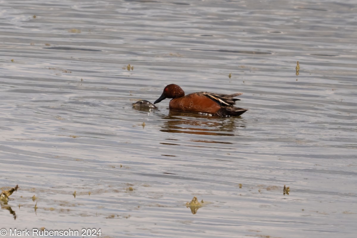 Cinnamon Teal - ML619769315