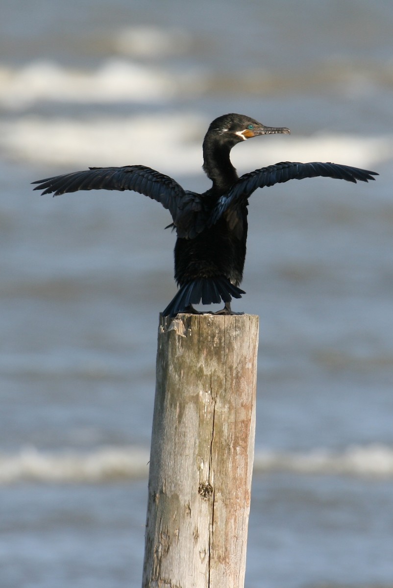 Neotropic Cormorant - ML619769317