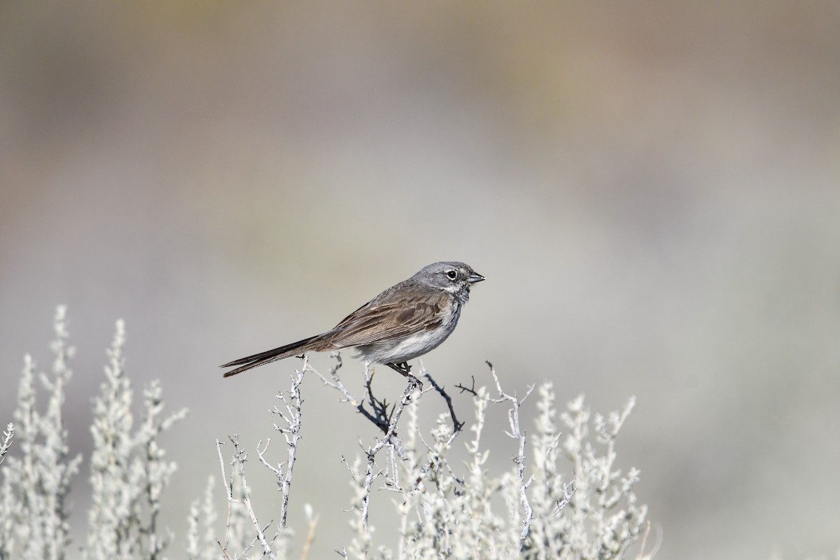 Bell's Sparrow - ML619769326