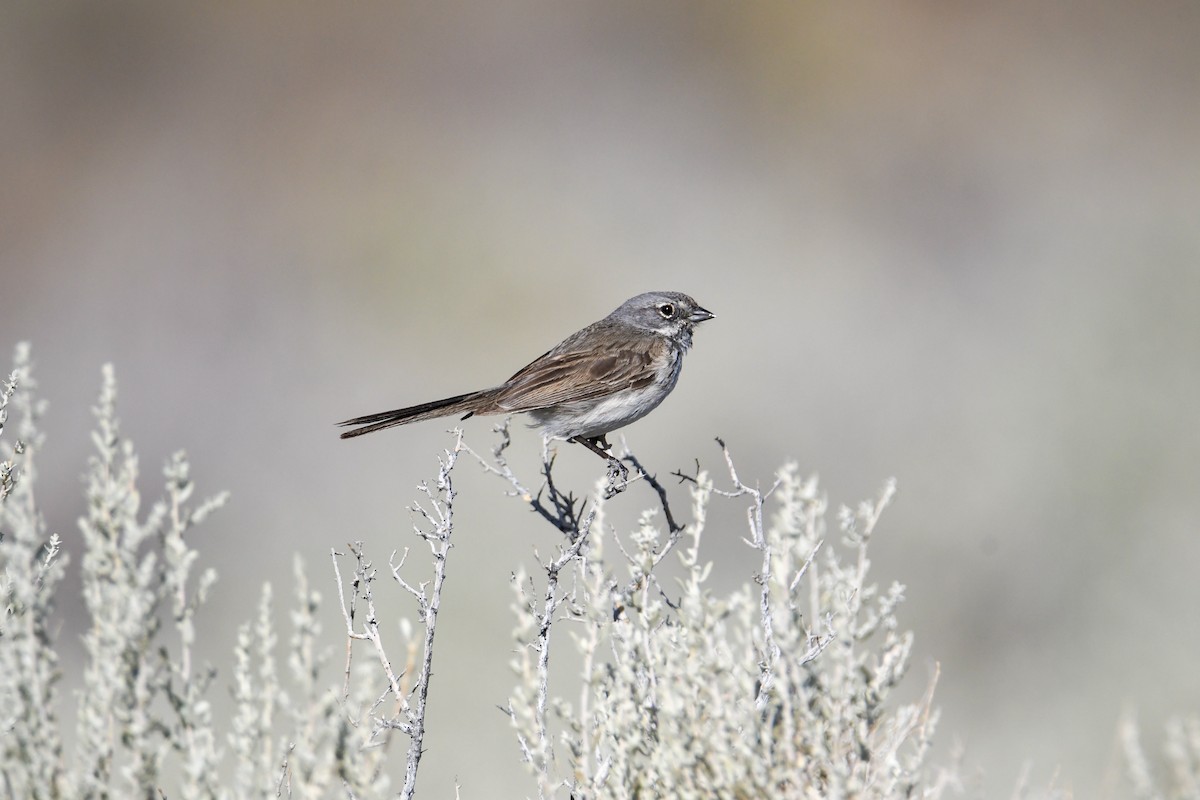 Bell's Sparrow - David Chernack