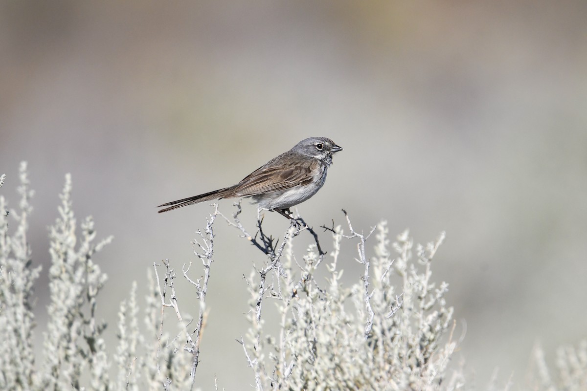 Bell's Sparrow - ML619769328