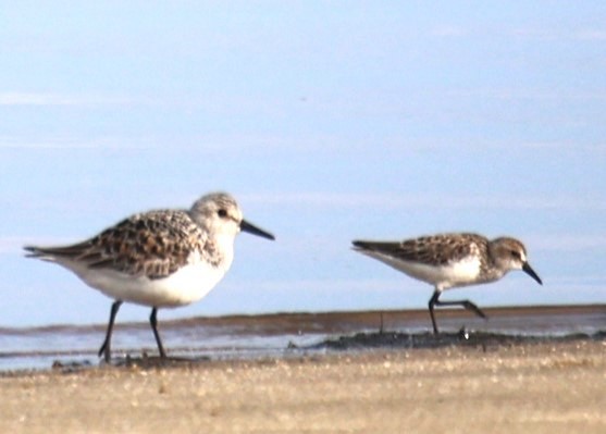 Sanderling - ML619769334