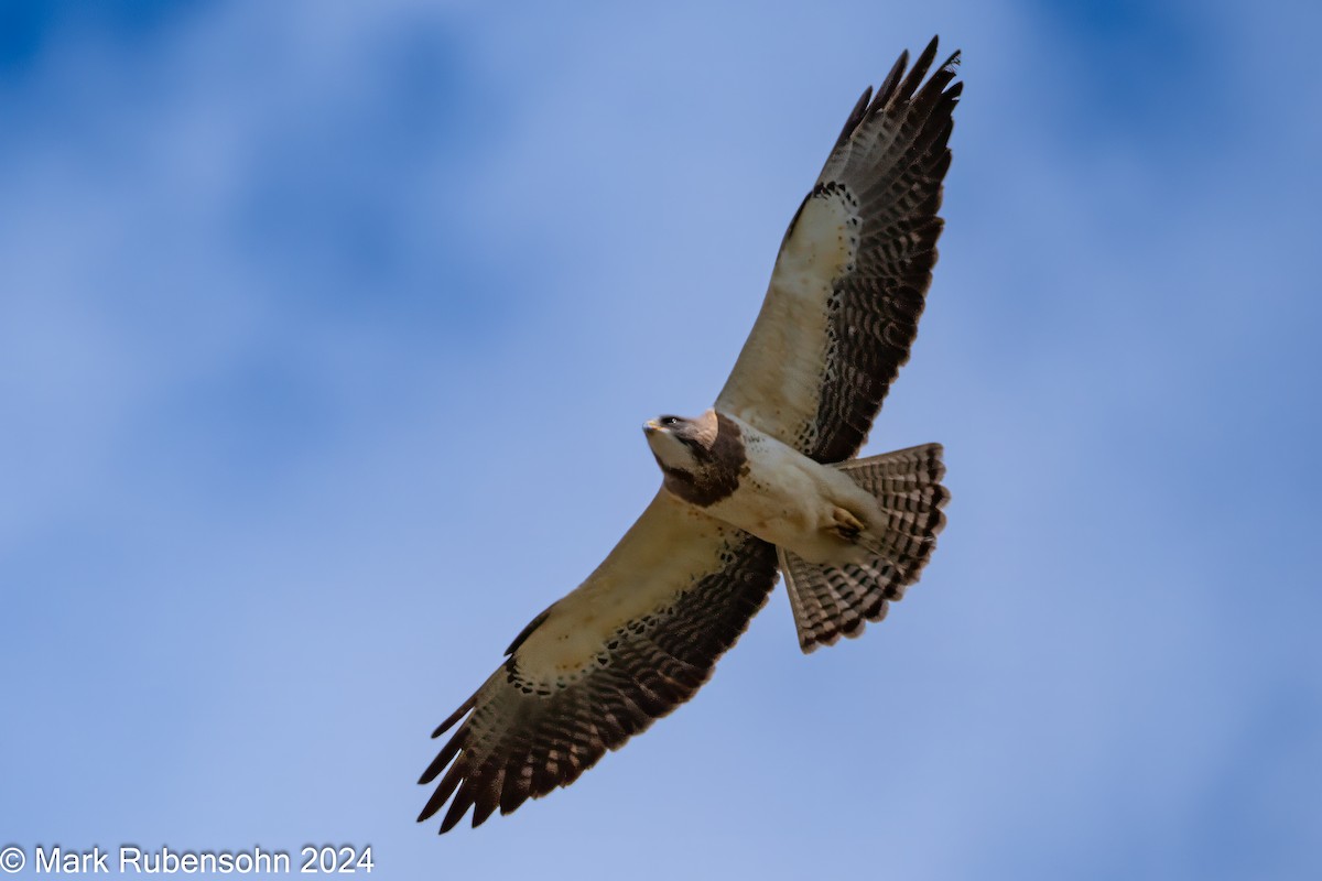 Swainson's Hawk - ML619769340