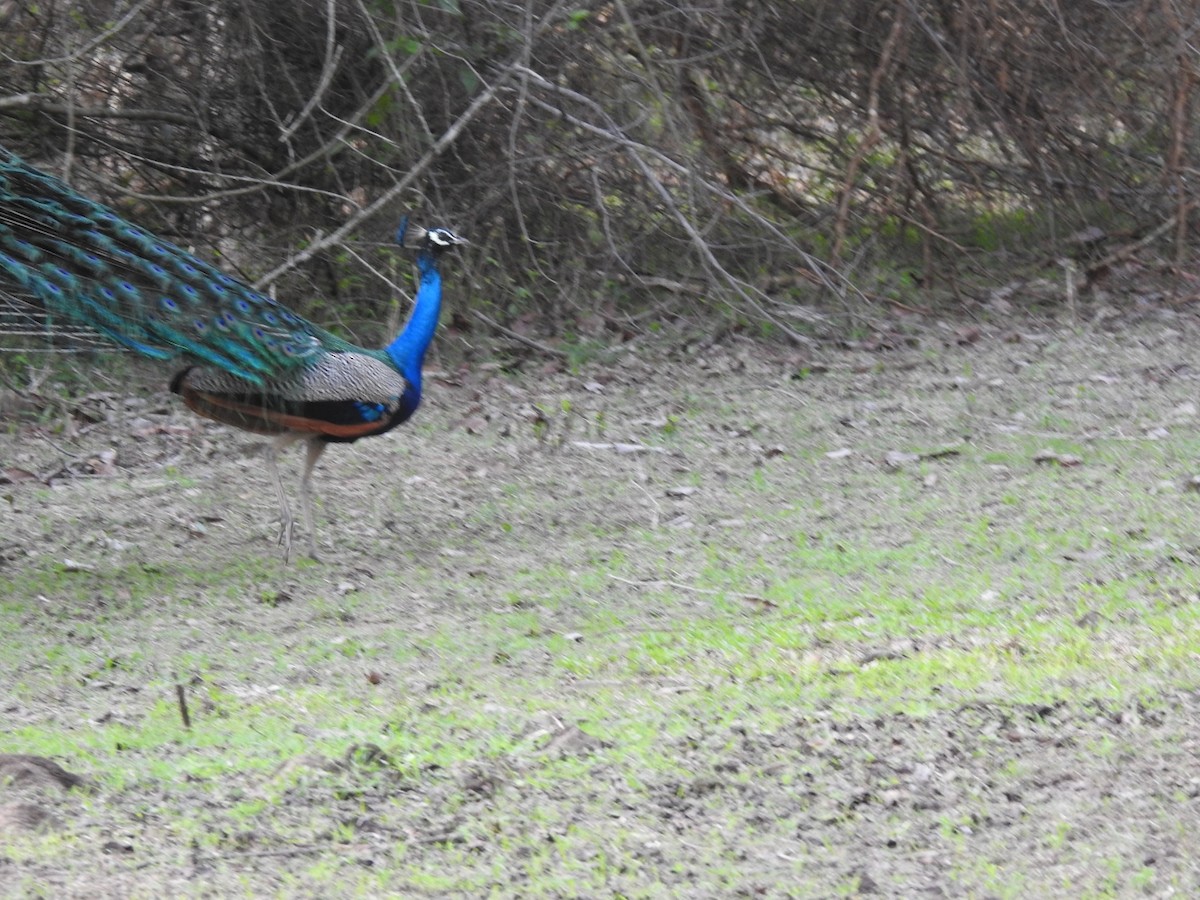 Pavo Real Común - ML619769371