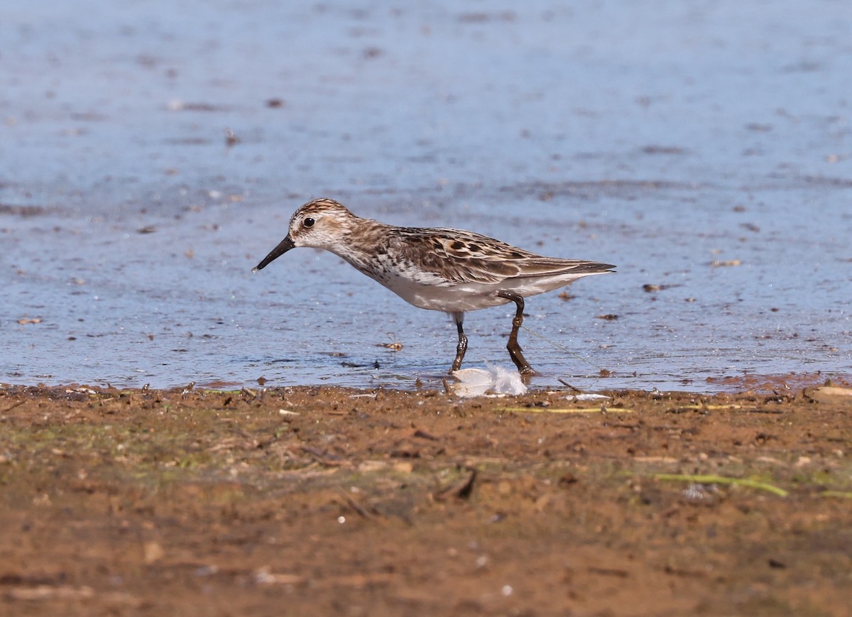 Semipalmated Sandpiper - ML619769380