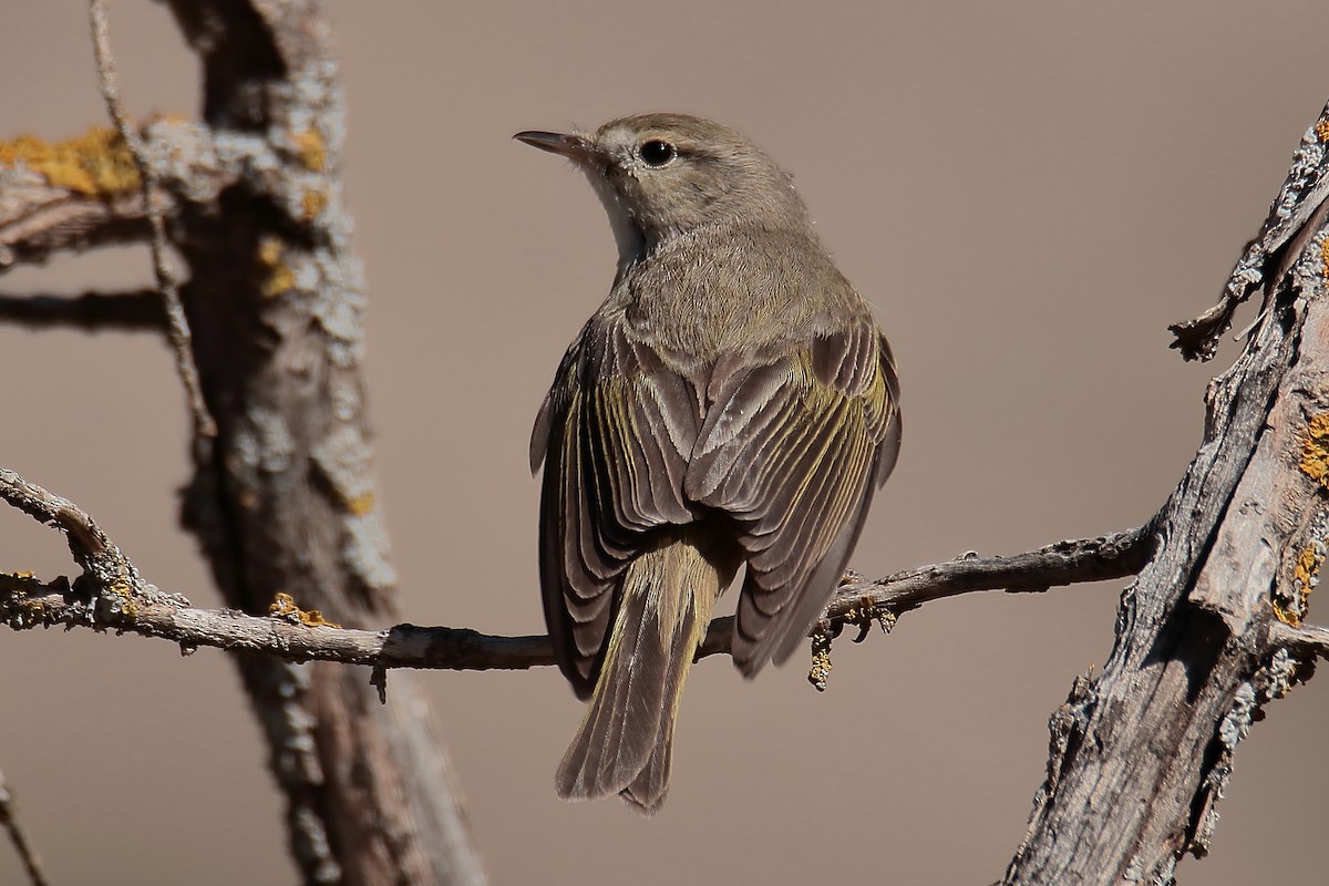 Western Bonelli's Warbler - ML619769397