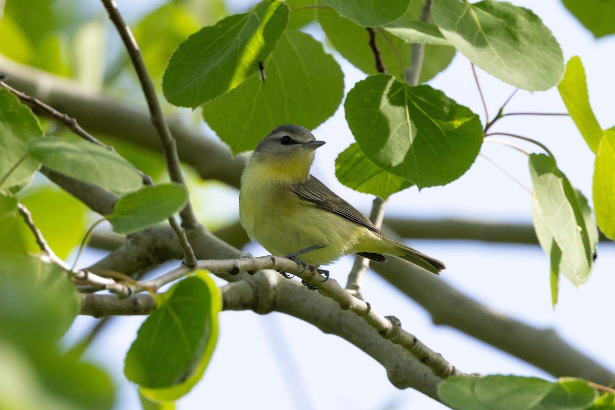 Philadelphia Vireo - ML619769404