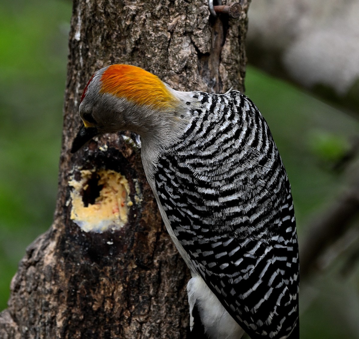 Golden-fronted Woodpecker - ML619769405