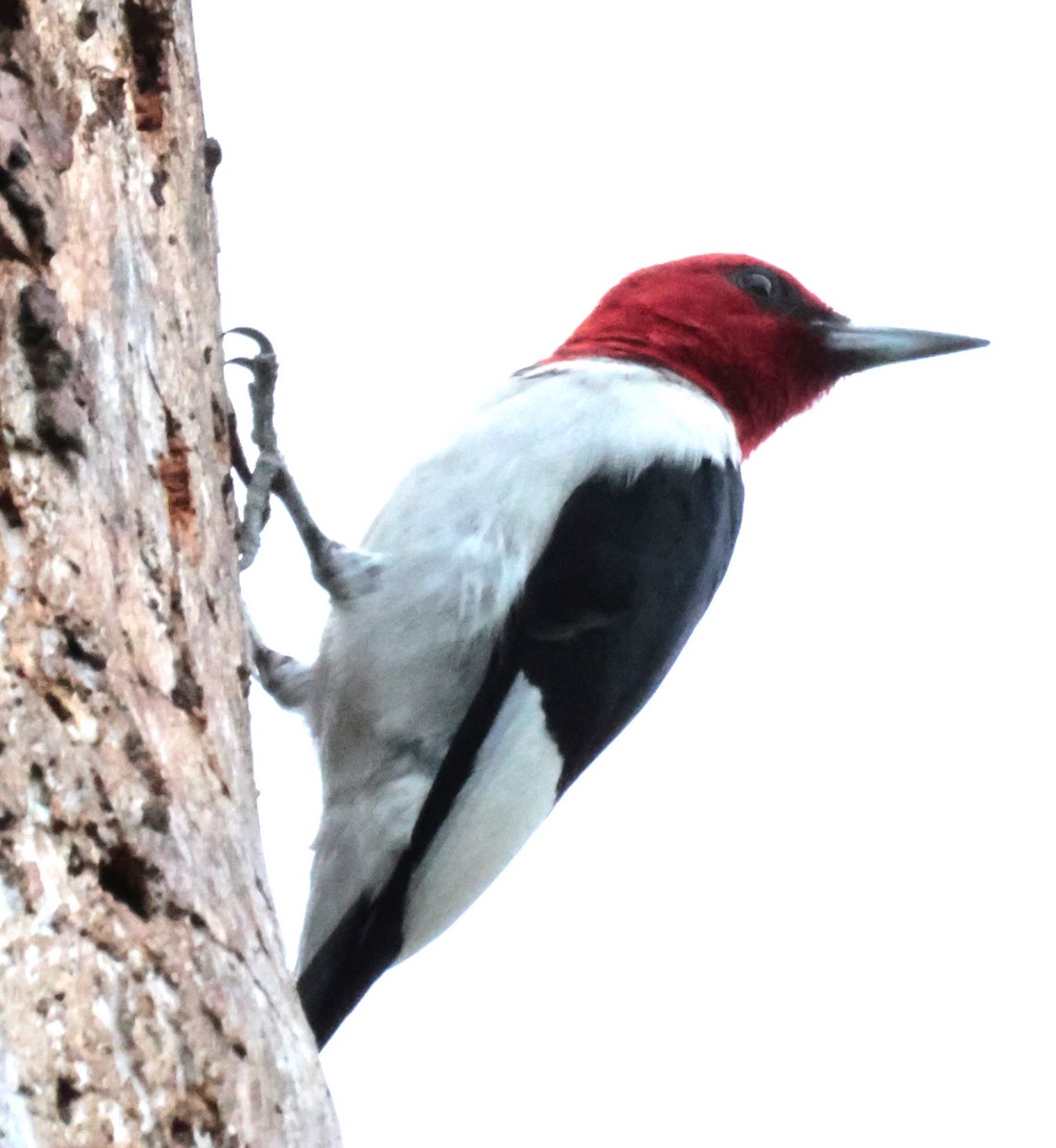 Red-headed Woodpecker - ML619769408