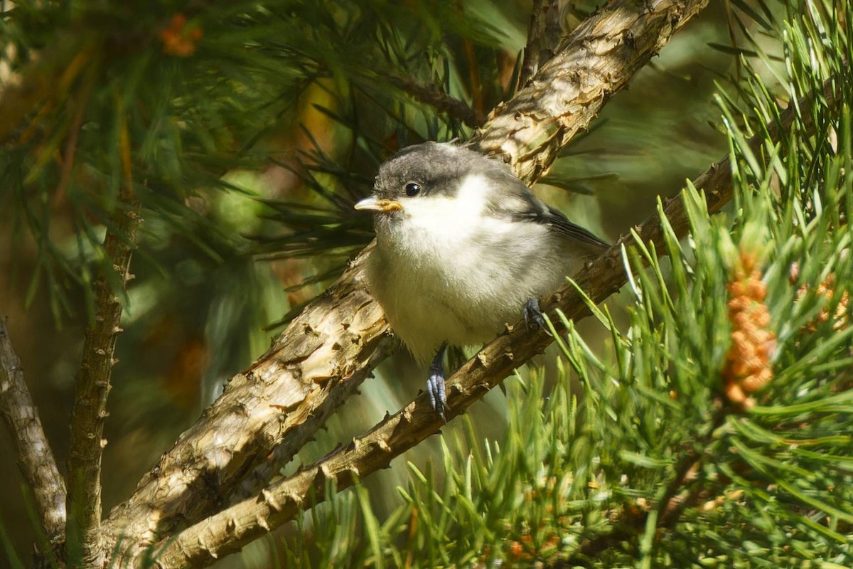 Coal Tit - ML619769426