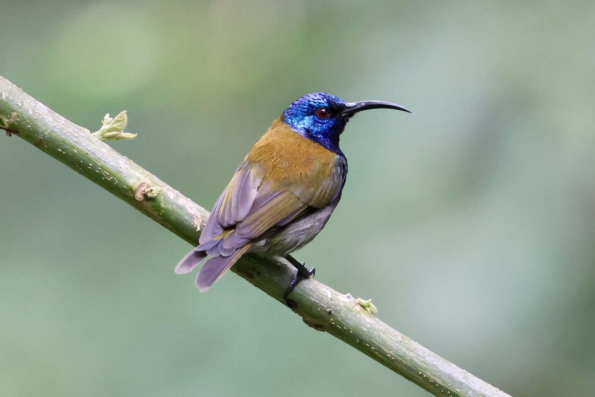 Blue-headed Sunbird - ML619769429