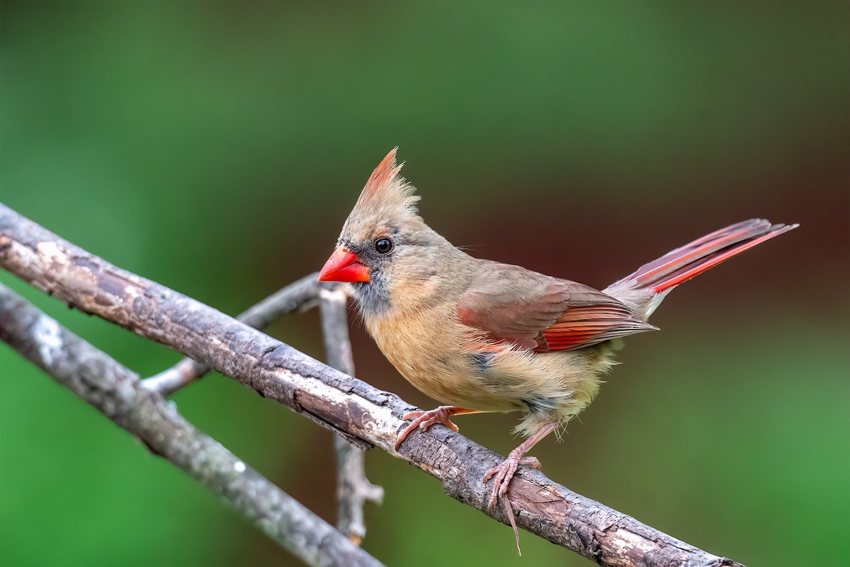 Northern Cardinal - ML619769432