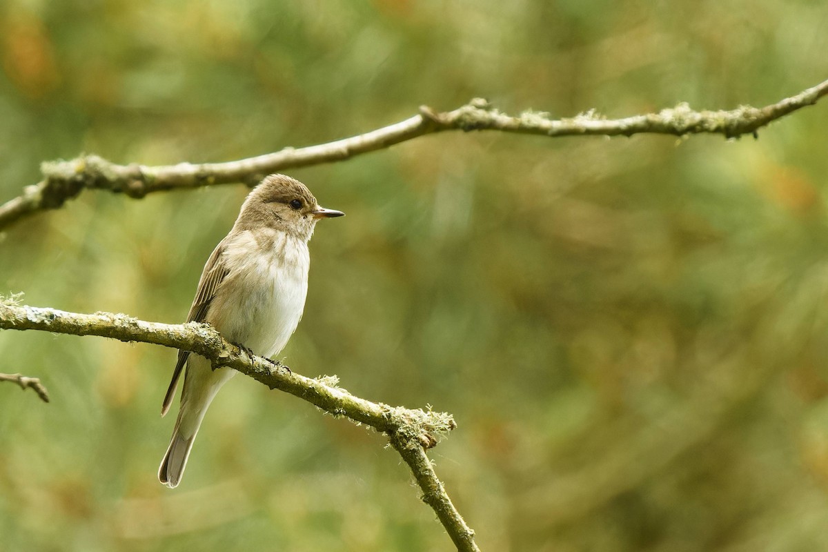 Spotted Flycatcher - ML619769438