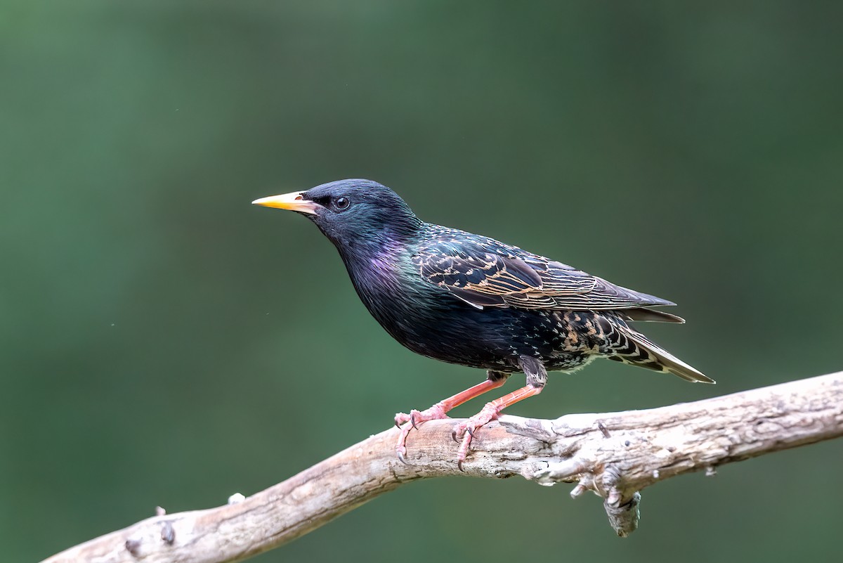 European Starling - ML619769441