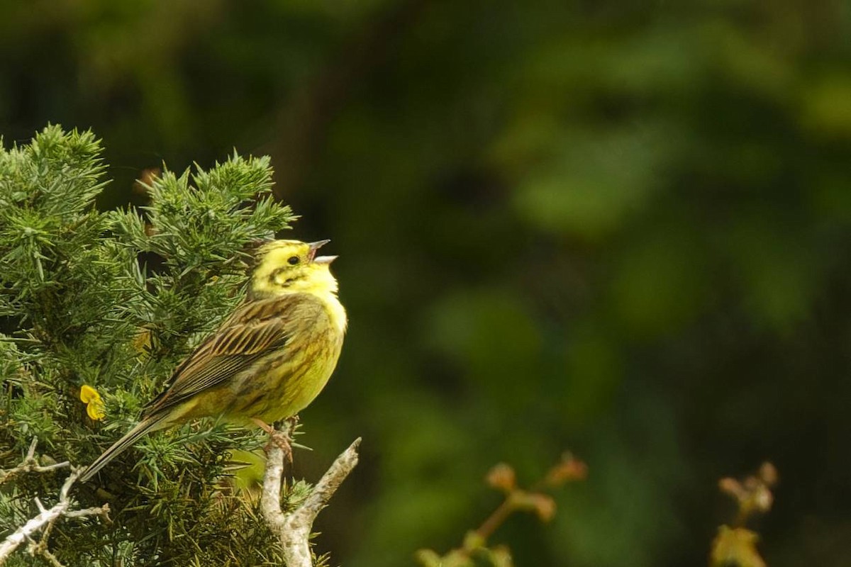 Yellowhammer - ML619769454