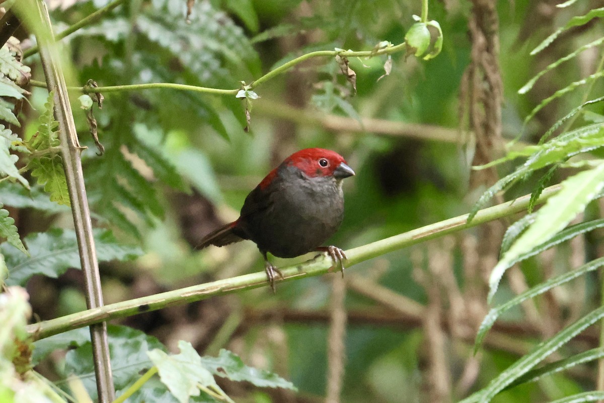 Dusky Crimsonwing - ML619769460