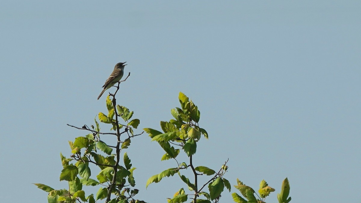 Willow Flycatcher - ML619769462